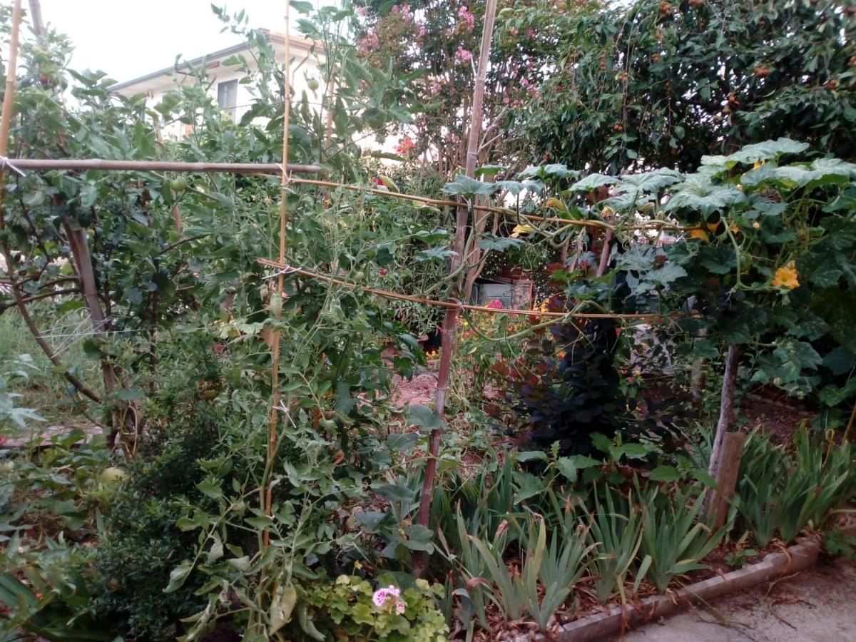 Il Cactus Bed and Breakfast San Giovanni Incarico Exteriör bild